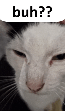 a close up of a cat 's face with the word " huh " above it