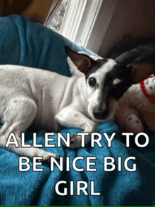 a black and white dog laying on a blue blanket with the words allen try to be nice big girl below it
