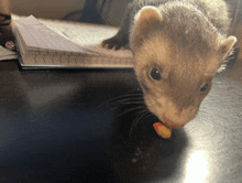 a ferret is eating a piece of food on a desk