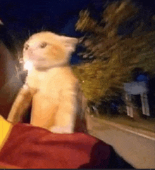 a cat is sitting on a person 's lap in a car .