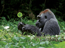 a gorilla is laying in the grass with a plant in its paw