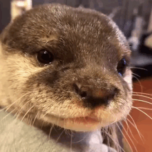 a close up of an otter 's face with its mouth open