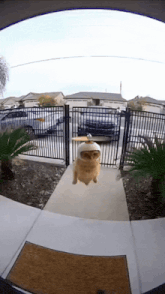 a cat with a propeller on its head is standing on a doorstep