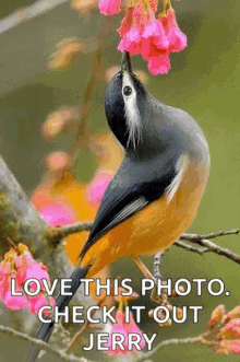 a bird is perched on a branch with pink flowers and a caption that says " love this photo check it out jerry "