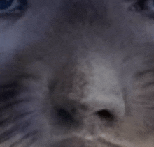 a close up of a gray cat 's nose and eyes