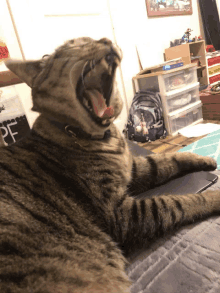 a cat yawning in front of a sign that says " pf "