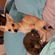 a small brown dog is laying on a bed with a blue blanket