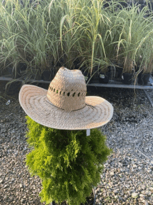 a straw hat is sitting on top of a green plant