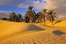 a desert landscape with palm trees in the background