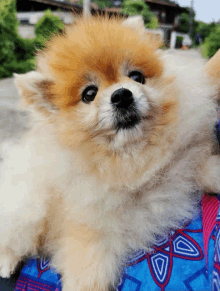 a small brown and white dog is laying on a blue and pink blanket