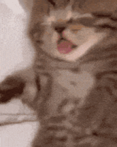 a close up of a cat 's face with its tongue out
