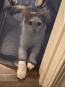 a cat is peeking out from behind a mesh fence