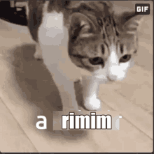 a brown and white cat is walking on a wooden floor with the words a rimin written below it