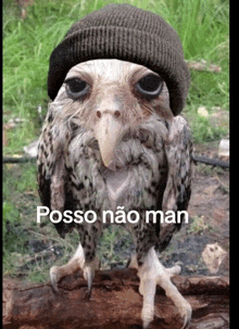 an owl wearing a beanie with the words posso nao man written below it