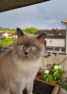 a cat sitting on a balcony looking at the camera with a rainbow in the background