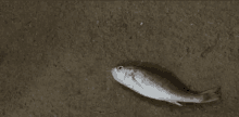 a small fish is laying on the ground on a concrete surface .