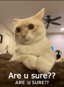 a cat laying on a bed with the words are u sure