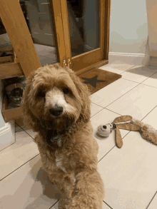 a brown and white dog is sitting in front of a door with a star on it