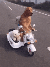a dog is riding a motorcycle with two small dogs in the back