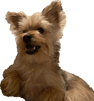 a small brown dog with its mouth open and its paws up