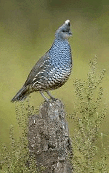 a quail is perched on a tree stump .