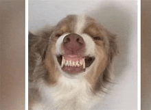 a brown and white dog is smiling with its mouth open and teeth visible .