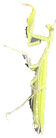 a close up of a praying mantis on a white surface