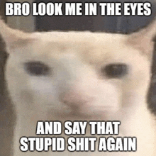 a white cat with a caption that says bro look me in the eyes and say that stupid shit again