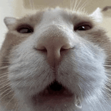 a close up of a cat with its mouth open