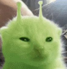 a close up of a green cat with antennas on its head looking at the camera .