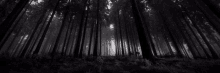 a black and white photo of a dark forest with the sun shining through the trees .