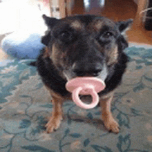 a dog with a pink pacifier in its mouth is standing on a carpet .