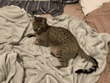 a cat laying on a bed with a blanket