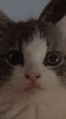 a close up of a cat looking at the camera