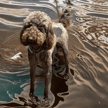 a dog standing in a body of water with a sticker on its back that says ' i love you '