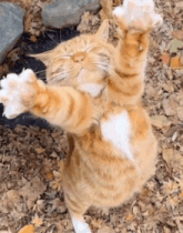 a cat laying on its back with its paws up in the air