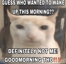 a cat with the caption guess who wanted to wake up this morning definitely not me goodmorning tho