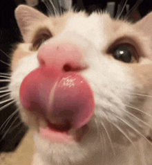 a close up of a cat with a pink tongue sticking out