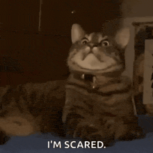 a close up of a cat with the words `` i 'm scared '' written below it .