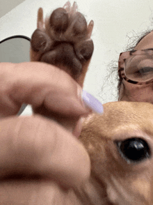 a woman with glasses holds a dog 's paw