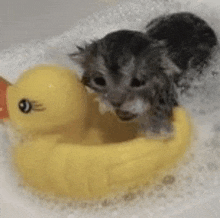 a kitten is sitting in a yellow rubber duck in a bathtub .