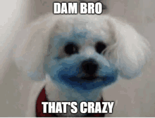 a small white dog with blue paint on its face and the words dam bro that 's crazy