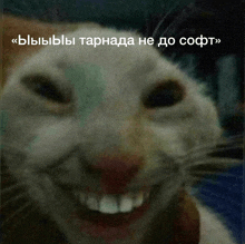 a close up of a cat 's face with a caption in a foreign language below it