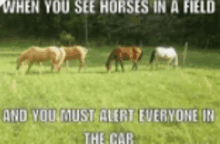 a group of horses grazing in a field with a caption that says when you see horses