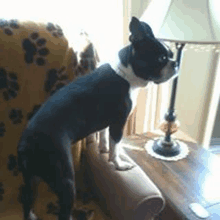 a black and white dog is standing next to a lamp