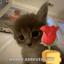 a kitten is holding a red rose with the words happy anniversary written below it