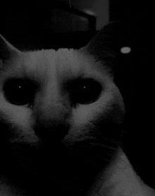 a close up of a cat 's face in a black and white photo