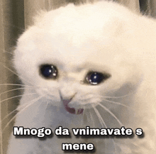 a picture of a white cat with a caption that says " mnogo da vnimavate s mene "