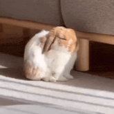 a brown and white rabbit is sitting under a couch on a carpet .