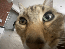 a close up of a cat 's face with a blurred background